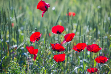 Obraz premium flowers