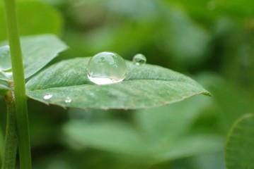 Drop of water on a green leaf close-up on a blurred green  background.Macro water drop on a green leaf. Grass after the rain. Nature green world background.