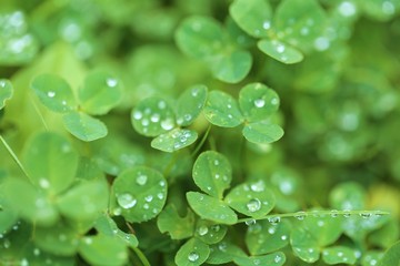 Drop of water on a green leaf  on a  green vegetative background. Grass after the rain. Nature green world background.