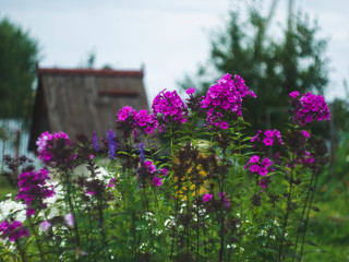 Fototapeta na wymiar Phlox in the garden in summer, Russia