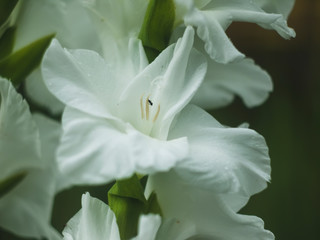 Fototapeta premium white gladiolus in the summer garden, Russia