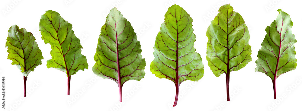 Wall mural beet tops, isolated leaves on a white background with clipping path.