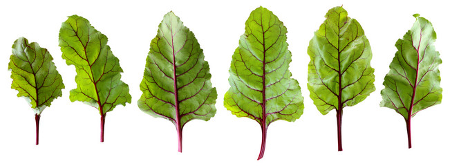 beet tops, isolated leaves on a white background with clipping path.