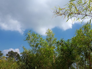 trees and sky