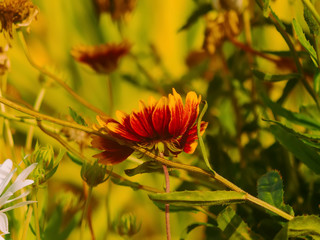 rudbeckia flowers in the garden in summer , Russia