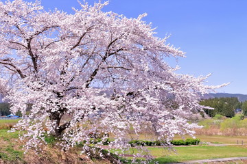 満開の染井吉野