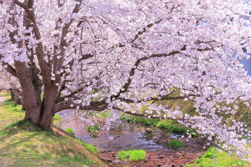 満開の染井吉野