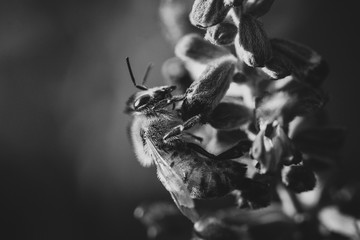 bee gathering nectar on a leaf in black and white