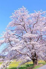 Fototapeta premium 満開の染井吉野