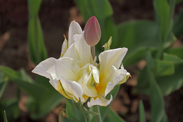 Tulpe