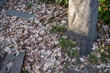 Fototapeta premium 落ち葉 ヨコ