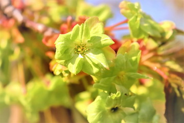 美しい御衣黄桜
