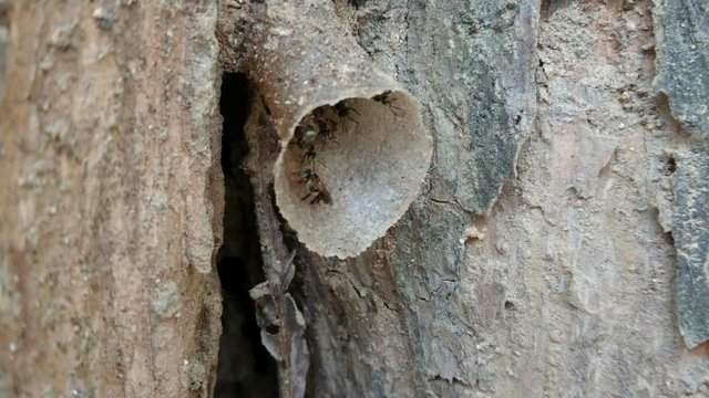 A colony of stingless bees  sometimes called stingless honey bees or simply meliponines (family Apidae, tribe Meliponini).
