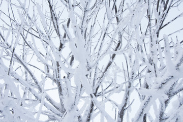 branches covered with snow