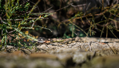 The colorful lizard is warming up in the sun on the rock
