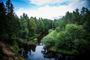 Fototapeta na wymiar Forest landscape near the river