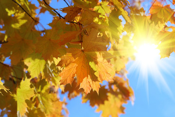 Branches of beautiful autumn maple with sunlight