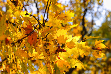 Fototapeta na wymiar Beautiful autumn branch of maple tree