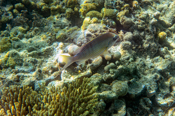 Underwater Marine Life: Fish, Clams, Corals, Divers