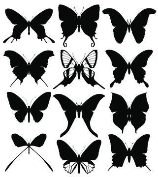 Set of butterflies silhouettes isolated on white background. Vector illustration