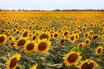 Sunflowers field at summer sunny day