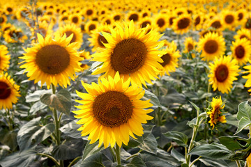 Sunflowers field at summer sunny day