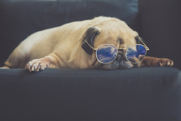 Funny old pug dog  with glasses sleeping rest on modern black sofa in the living room. Tired and bored face in the lazy time.