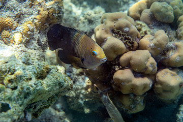 Unterwasseraufnahmen: Fische, Korallen