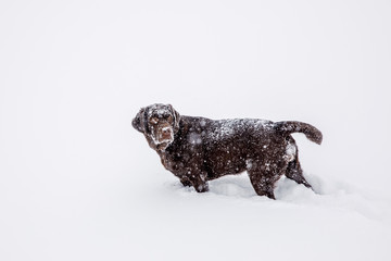  snow dog