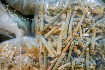 cbd & thc in dried cannabis branch root & leaves. marijuana plant cultivation