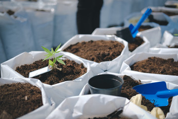 growing cannabis marijuana herb plant in outdoor farm