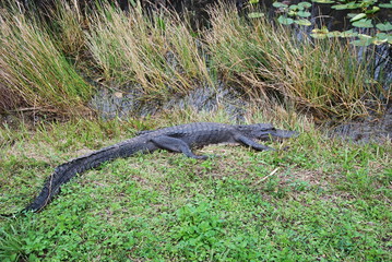 Alligator in Everglades National Park, Florida