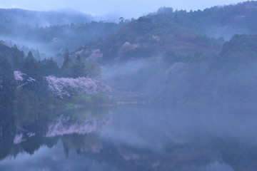 五桂池の桜