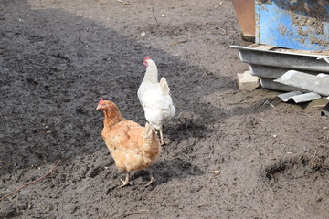 chickens on farm