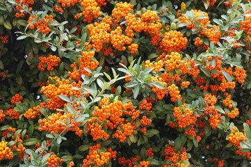 Shrub of pyracantha red cushion or firethorn with orange berries - Powered by Adobe