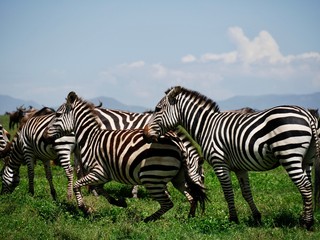 Obraz premium zebras in serengeti