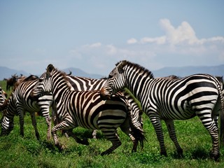 zebras in serengeti