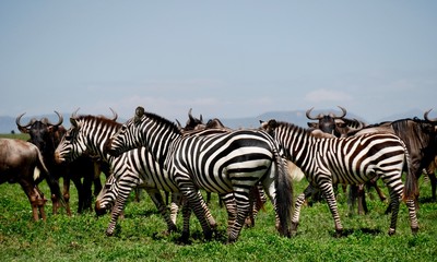 Fototapeta na wymiar zebras in serengeti