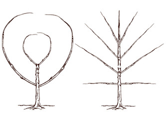 Growing and pruning espalier fruit tree, vintage line drawing or engraving illustration.
