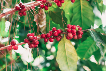 Cherry coffee from a rich and ripe coffee tree is a red seed that is ready to harvest