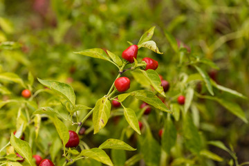 pepper on the branch of the plant