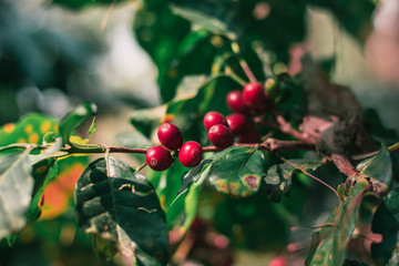 Cherry coffee from a rich and ripe coffee tree is a red seed that is ready to harvest