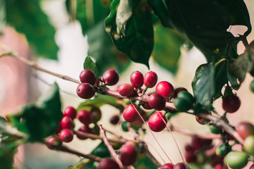 Cherry coffee from a rich and ripe coffee tree is a red seed that is ready to harvest