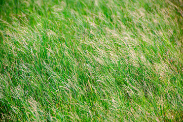 Field of grass or meadow background