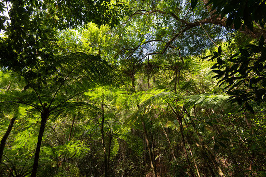 fern tree (Cyathea podophylla) in tropical forest, Khlong Naka Wildlife Sanctuary, Ranong, Thailand