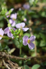 closeup of a flower