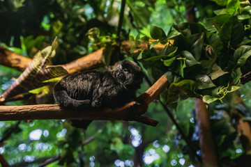 A picture of Goeldi's Monkey in the aquarium.   Vancouver Aquarium  BC Canada
