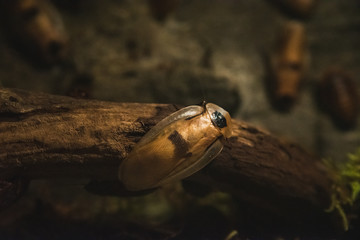 A closeup of a cockroach in the aquarium.  Vancouver Aquarium  BC Canada