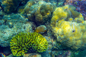 Unterwasseraufnahmen: Fische, Korallen