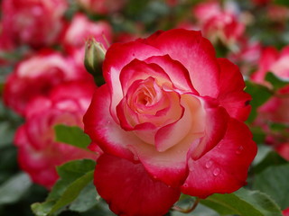 水滴を纏った赤い薔薇